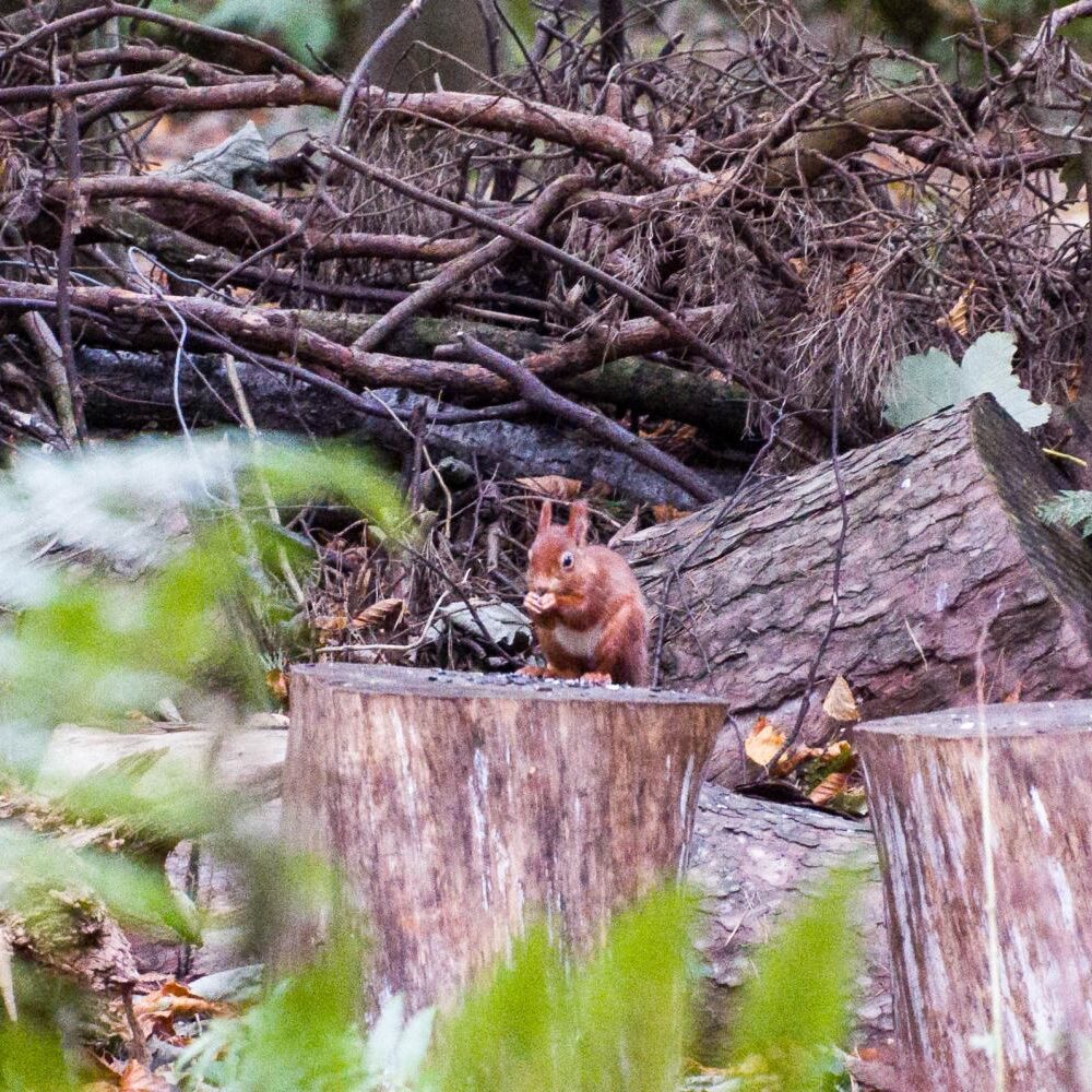 Red Squirrel at Plas Newydd