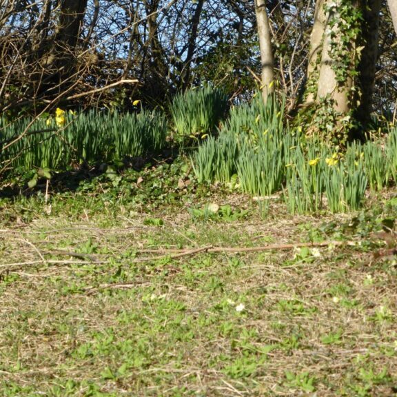 The Daffodils Have Done It!  They have made sure they flower in time for St. David's Day on 1st March.